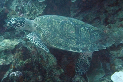 sea turtle